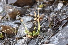 Cerastium beeringianum