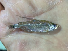 Nannopetersius lamberti