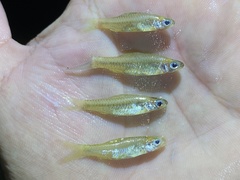 Enteromius trispilomimus