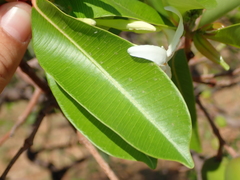 Hancornia speciosa