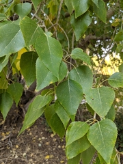Populus × acuminata