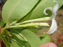 Hancornia speciosa