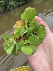 Pistia stratiotes image