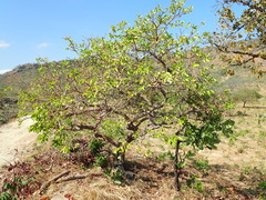 Hancornia speciosa