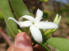 Hancornia speciosa