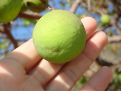 Hancornia speciosa