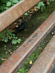 Turdus merula