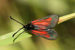 Zygaena nevadensis