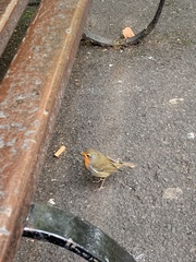 Erithacus rubecula