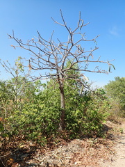 Pseudobombax longiflorum