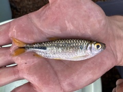 Brycinus kingsleyae