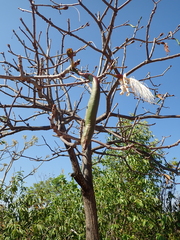 Pseudobombax longiflorum