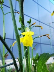 Brassiceae