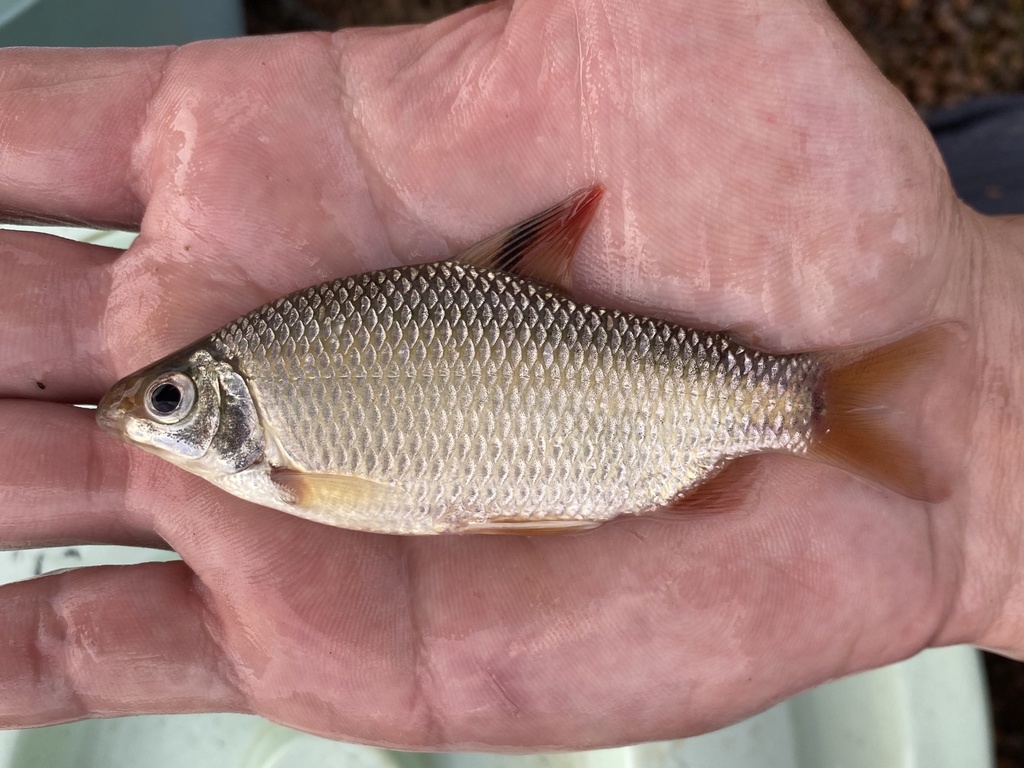 Red-Finned Distichodus