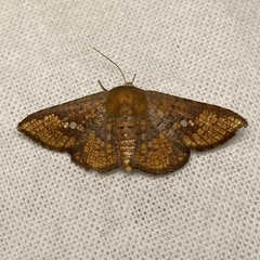 Canaea hyalospila