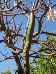 Pseudobombax longiflorum