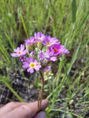 Primula longiscapa