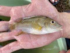 Chromidotilapia