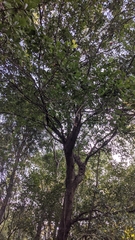 Quercus nigra image