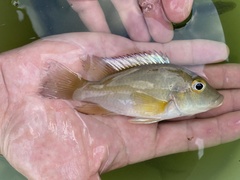 Chromidotilapia
