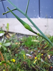 Brassiceae