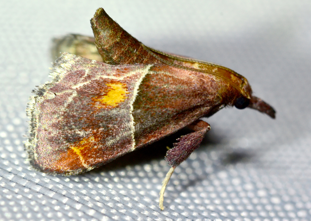 Long-snouted Penthesilea Moth