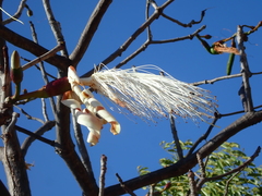 Pseudobombax longiflorum