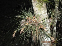 Tillandsia floridana image