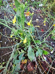 Brassiceae
