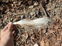 Pseudobombax longiflorum