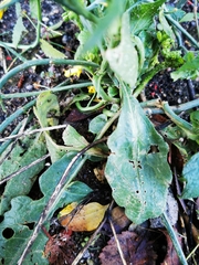 Brassiceae