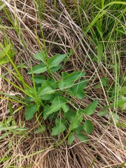 Ostericum palustre