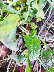 Brassiceae