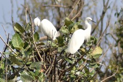 Egretta garzetta dimorpha