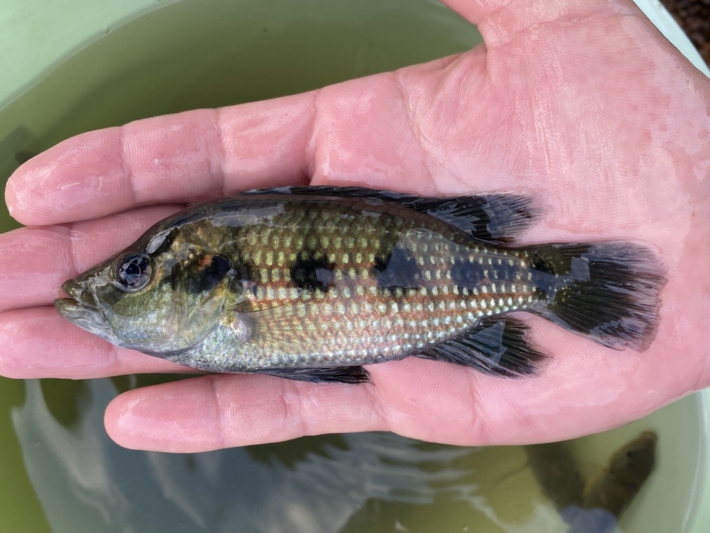 Banded jewelfish (Hemichromis elongatus) — Cichlidae