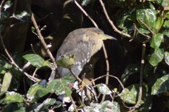 Nycticorax nycticorax nycticorax