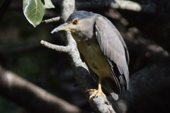 Nycticorax nycticorax nycticorax