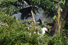 Egretta garzetta dimorpha