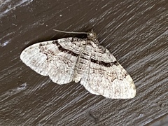 Xanthorhoe packardata