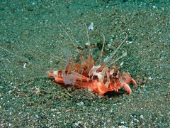 Blackfoot Firefish photo 2