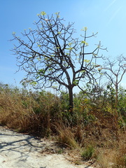 Pseudobombax longiflorum