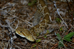 Crotalus basiliscus