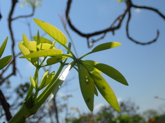 Pseudobombax longiflorum