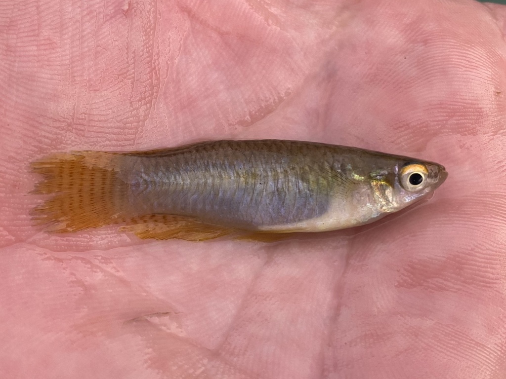 Banded lampeye (Aplocheilichthys spilauchen) — Poeciliidae