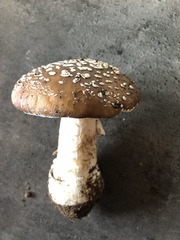 Amanita pantherina