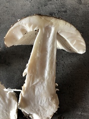 Amanita pantherina