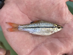 Enteromius holotaenia