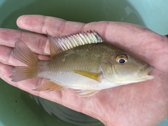 Chromidotilapia