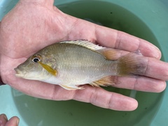 Chromidotilapia