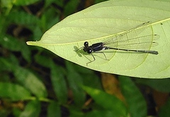 Onychargia atrocyana